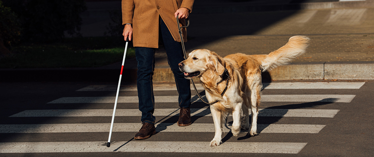 https://www.convenience.org/getmedia/0465e178-3552-4205-b947-05a9d0588851/guide-dog-770x320.jpg