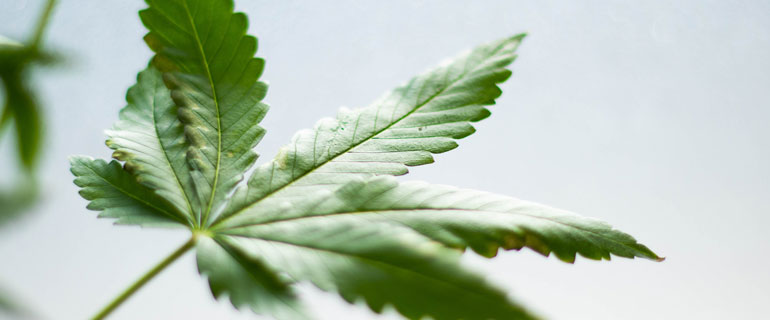 https://www.convenience.org/getmedia/40026ff4-4160-49fa-ae9b-4bdf96951f75/benjamin-brunner-MNmAgbJlndg-unsplash-770x320-cannabis.jpg