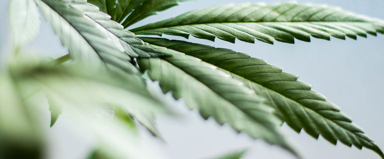 https://www.convenience.org/getmedia/7b83a59d-a296-4597-97c5-6e1657aa560e/benjamin-brunner-P1pJk8H2V10-unsplash_770x320_CBD_plant.jpg