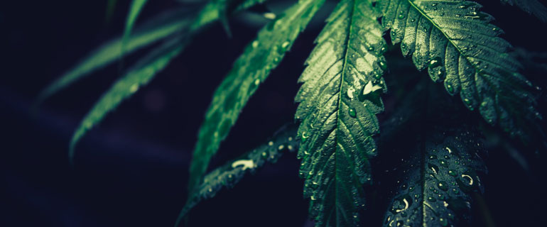 https://www.convenience.org/getmedia/84e84566-8e43-40d7-883d-bfce3e18716e/esteban-lopez-n57RcHSs4WQ-unsplash-770x320-marijuana.jpg