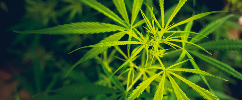 https://www.convenience.org/getmedia/b2a44e17-5375-4095-ab15-816df6e5e848/cannabis_workplace_human-resources.jpg