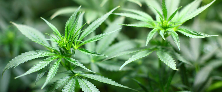 https://www.convenience.org/getmedia/b40a863d-de17-45d2-a157-153a5a3064df/seedling-1062908_1920-770x320.jpg